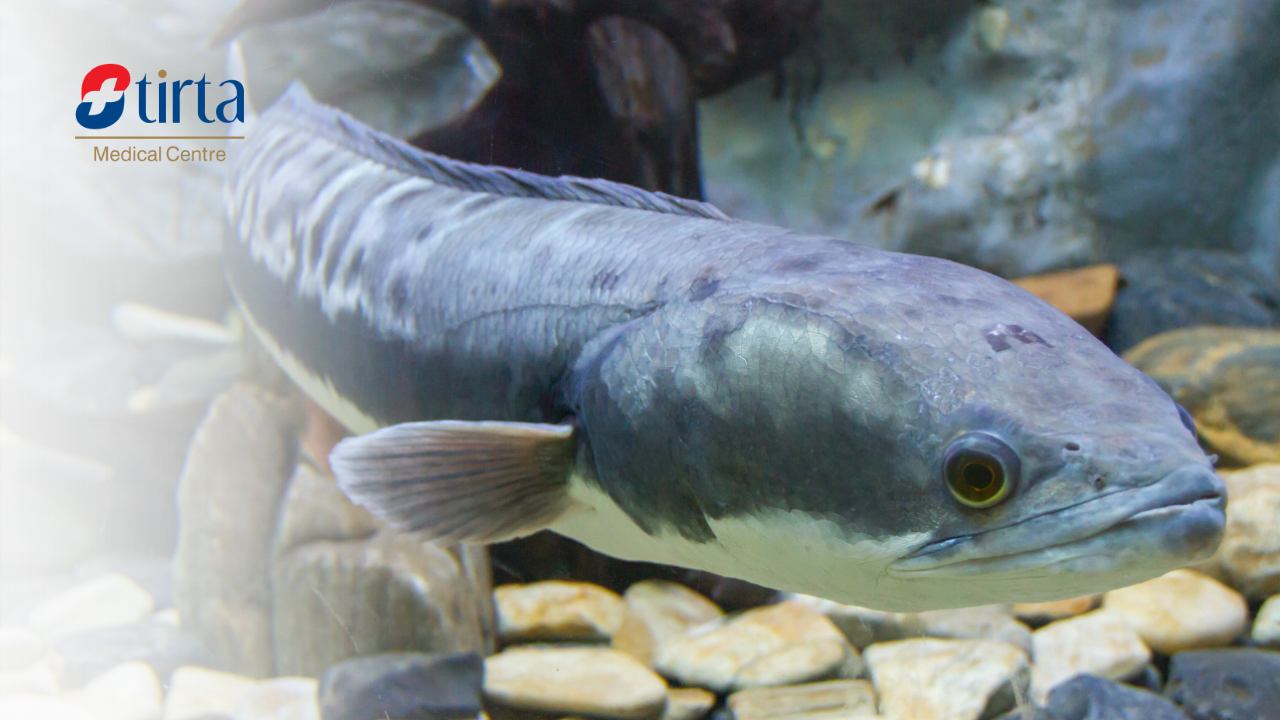 Ikan Gabus