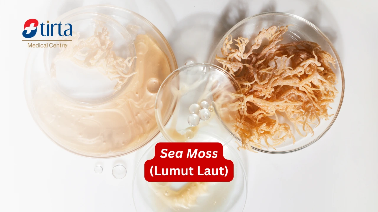 Sea Moss atau Lumut Laut
